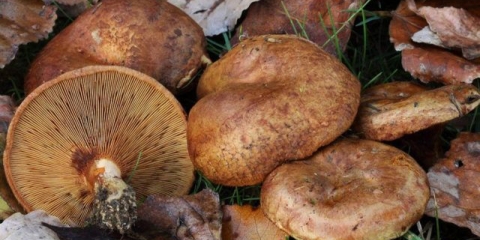 Kuvanje svinjskih gljiva: kako soliti, pržiti, kiseliti